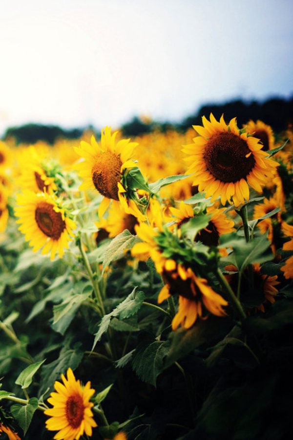 早安心语:重要的事情,肉眼是看不见的