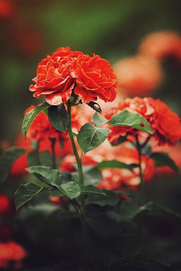 晚安心语:从前不回头,往后不将就