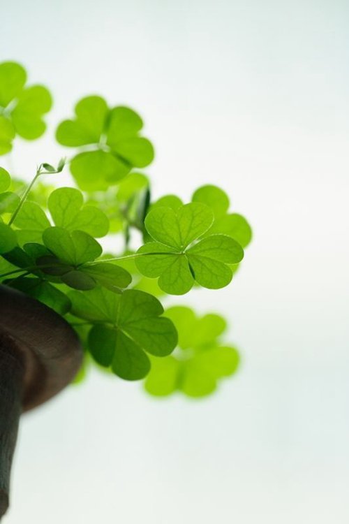 早安心语:当你变好,你才配得起更好