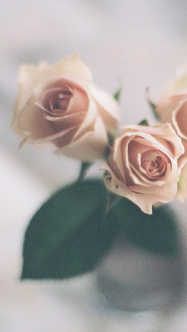 早安心语:因为孤独是生命的常态,所以陪伴才显得格外珍贵