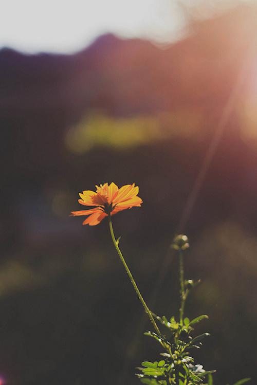 晚安心语:要习惯任何人的忽冷忽热,也要看淡任何人的渐行渐远