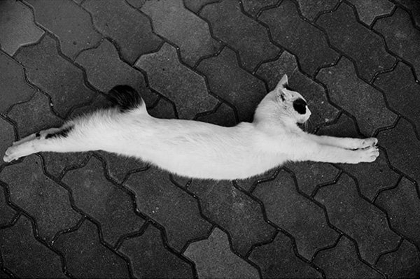 Masaaki Ito摄影作品:东京流浪猫
