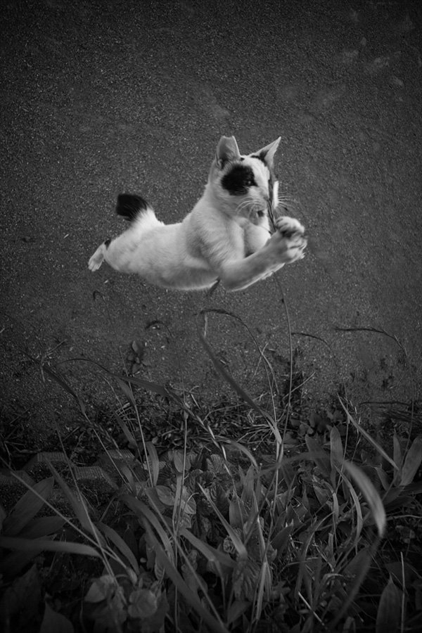 Masaaki Ito摄影作品:东京流浪猫
