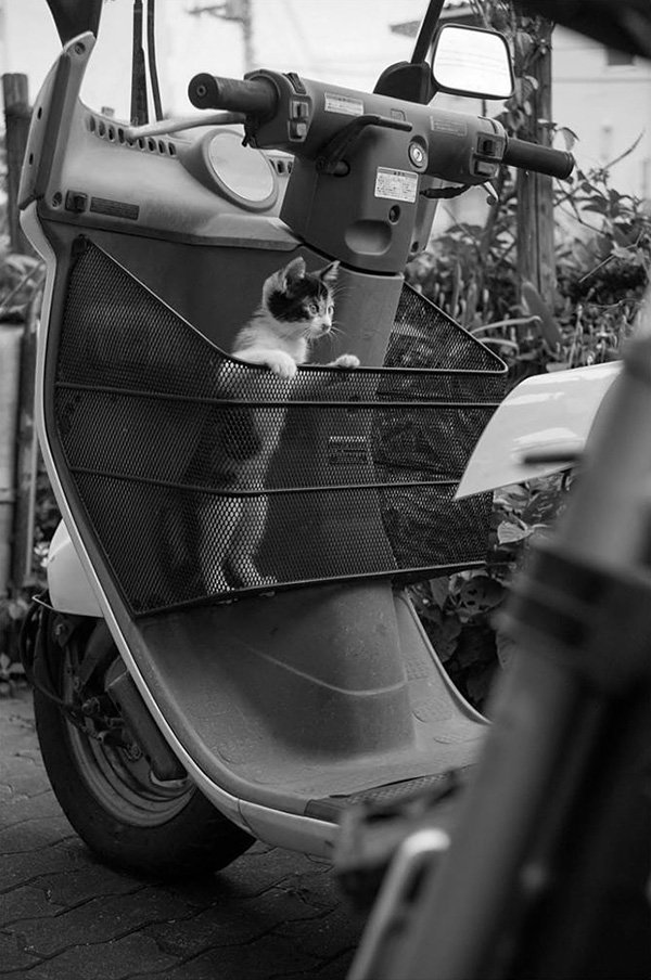 Masaaki Ito摄影作品:东京流浪猫