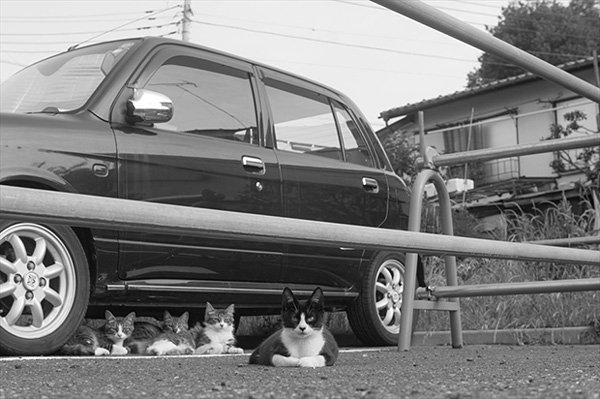 Masaaki Ito摄影作品:东京流浪猫