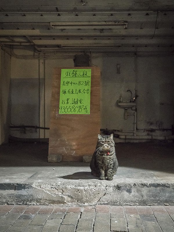 Marcel Heijnen摄影作品:香港的「铺头猫」