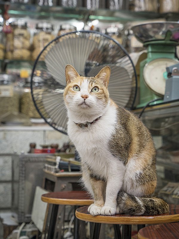 Marcel Heijnen摄影作品:香港的「铺头猫」