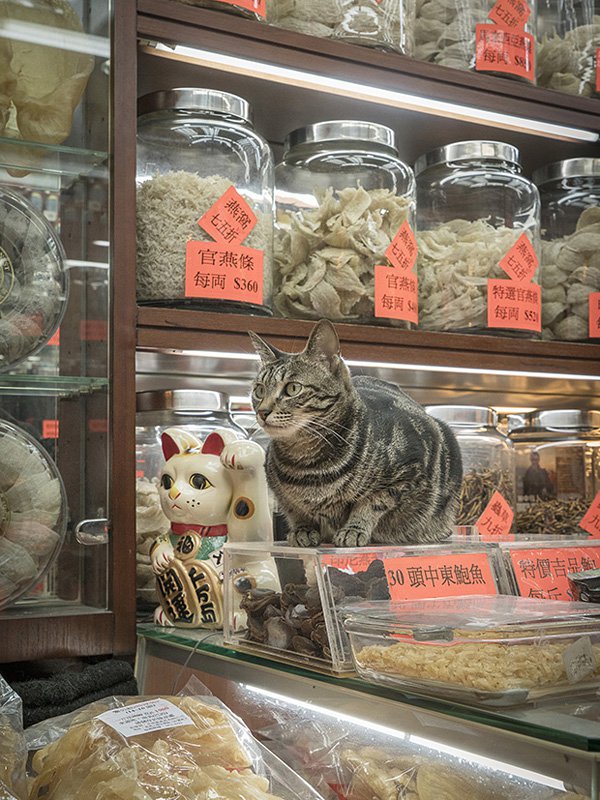 Marcel Heijnen摄影作品:香港的「铺头猫」