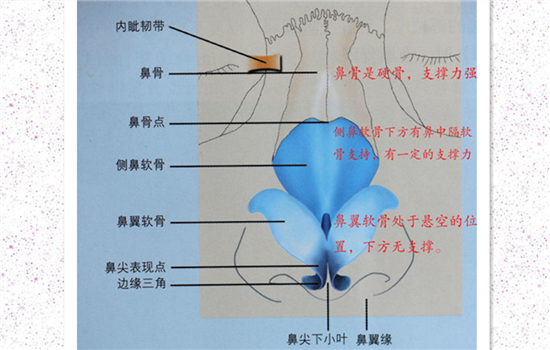 鼻头缩小的切口位置 缩鼻头手术主要有两种切口