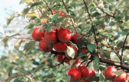 切眉后吃什么恢复的快 这6种食物切眉后一定要吃