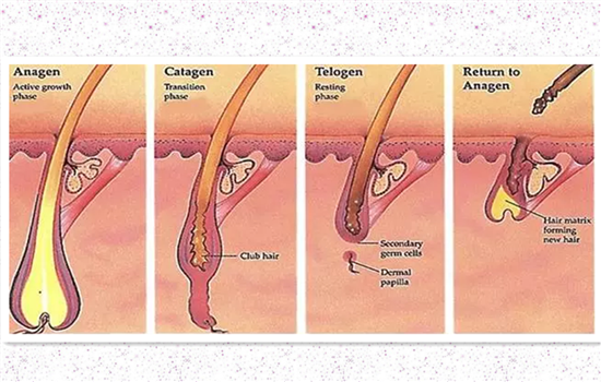 慕金脱毛仪会把毛毛烧糊吗 不事先刮毛真的有烧糊风险