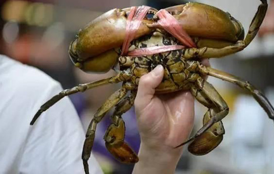 三门青蟹和越南青蟹的区别