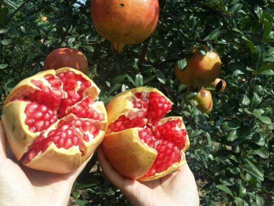 突尼斯软籽石榴是哪里的 突尼斯软籽石榴是哪里产的