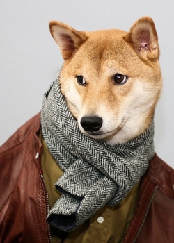 狗脸人衣的动物服装手机锁屏壁纸