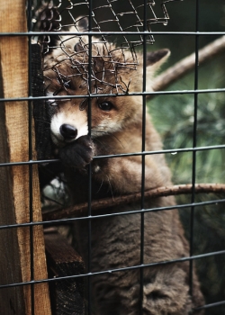 手机锁屏小狐狸囚困壁纸