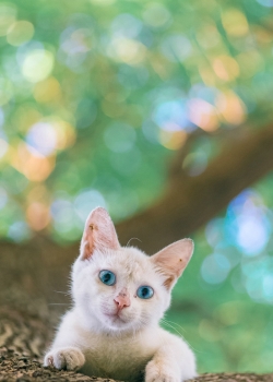 树上可爱猫咪高清手机壁纸