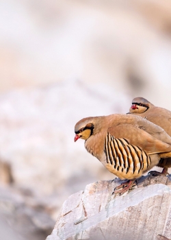 稳重的石鸡高清桌面壁纸