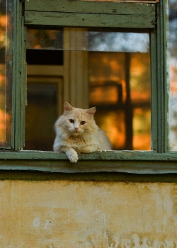 精选可爱小猫咪高清图片手机壁纸