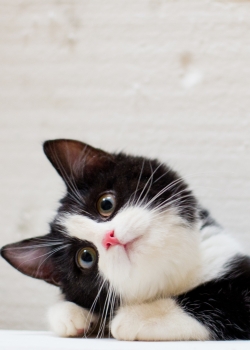 可爱的萌宠猫咪高清手机桌面壁纸