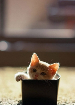 可爱软萌的猫咪高清图片手机壁纸