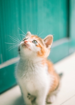 毛茸茸的可爱猫咪呆萌高清手机壁纸图片