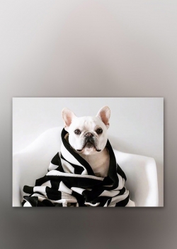 精选可爱呆萌汪星人图片高清手机壁纸