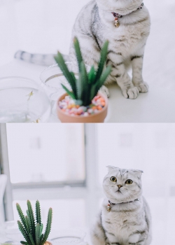 黑色小猫咪图片高清手机壁纸