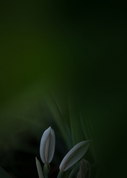 小清新绿色护眼植物高清手机壁纸