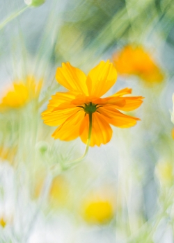 好看花朵手机桌面壁纸图片
