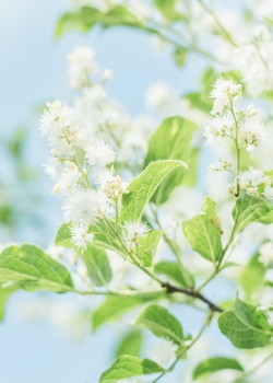 小清新唯美手机高清壁纸图片