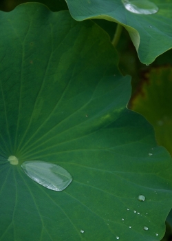 高清护眼绿色荷叶图片手机壁纸