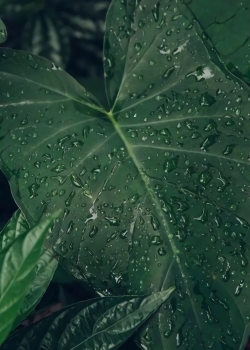 绿色植物护眼高清手机壁纸