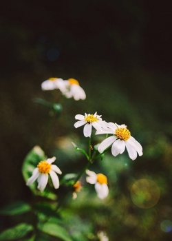 清新怡人的花卉图片手机壁纸