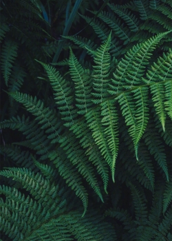 绿色蕨类植物护眼高清手机壁纸