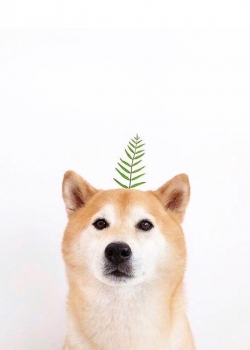 高清可爱蠢萌柴犬手机壁纸