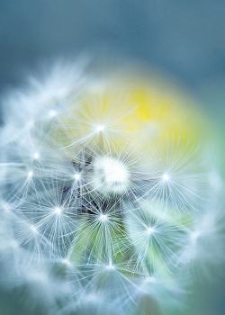 唯美蒲公英图片高清手机壁纸