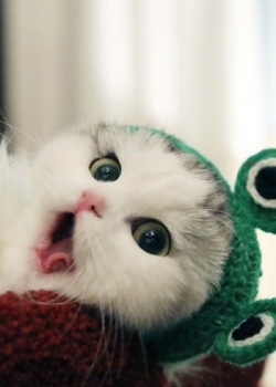 乖巧可爱猫咪图片手机壁纸