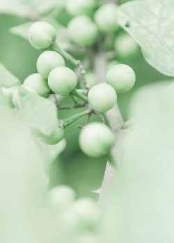 护眼绿色植物高清手机壁纸