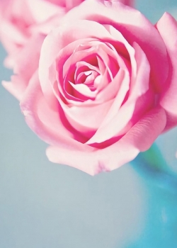 清新粉嫩玫瑰花图片手机壁纸