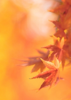 唯美秋日枫叶高清手机壁纸