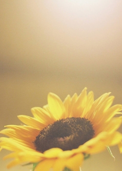 唯美向日葵高清图片手机壁纸