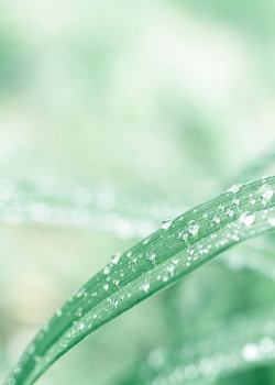 绿色小清新植物高清手机壁纸