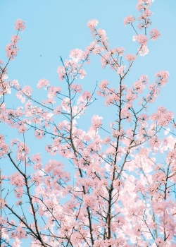 粉色樱花图片高清手机壁纸