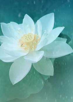 清新唯美荷花图片手机壁纸