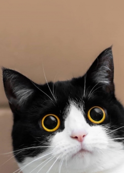 可爱小黑猫高清手机壁纸图片