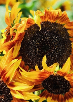 向日葵清新唯美高清手机壁纸