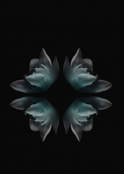 唯美浪漫暗色系莲花手机壁纸