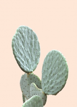 漂亮的仙人掌唯美高清手机壁纸