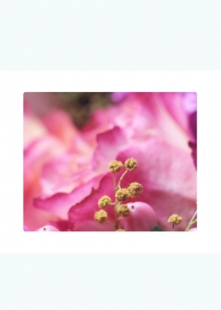 小清新唯美花卉图片手机壁纸