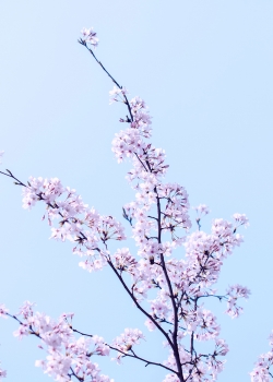 清新唯美花卉图片手机壁纸